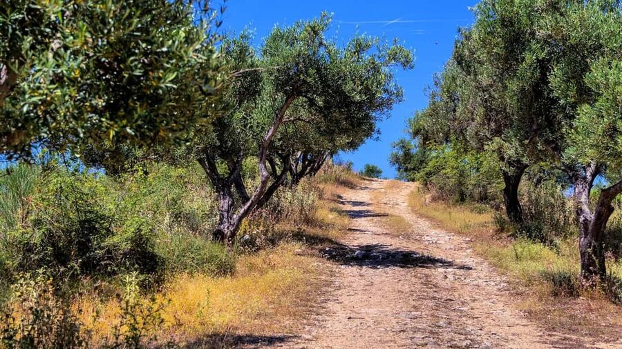 Musai Olive Oil Tour and Tasting - Key reasons to put Musai on your Vlorë itinerary