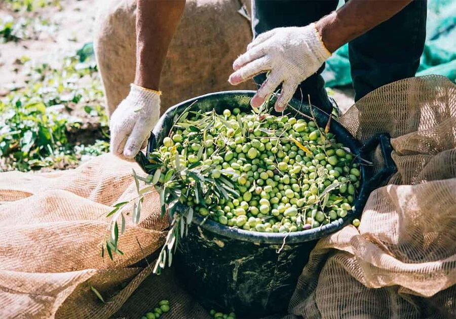 Musai Olive Oil Tour and Tasting - The tasting: learning to notice more than bitterness