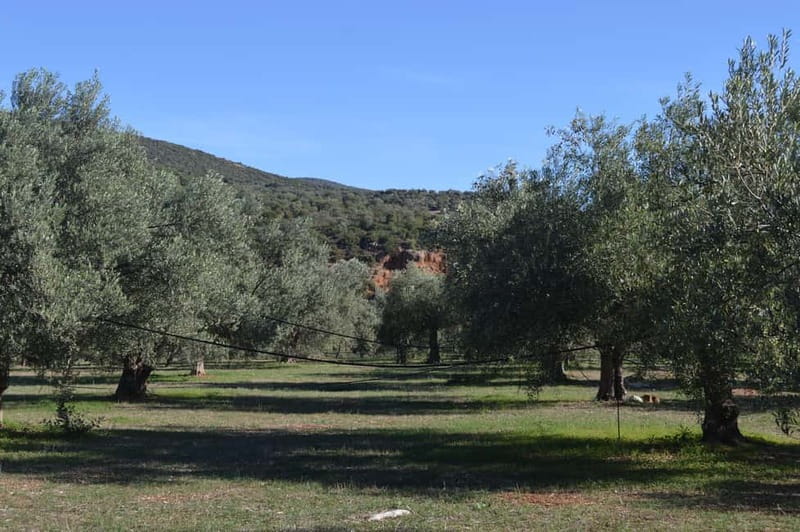 Nafplio: Olive Oil Estate Tour and Tasting - The first hour: cultivation and olive-oil production