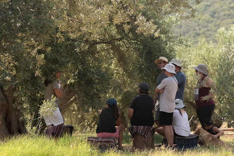 Nafplio: Olive Oil Estate Tour and Tasting - Reaching Kotsonis Estate from Nafplio or Mycenae