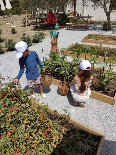 Naxos Town: Olive Oil Tasting & Baking in the Heart of Town - The Katerina Factor