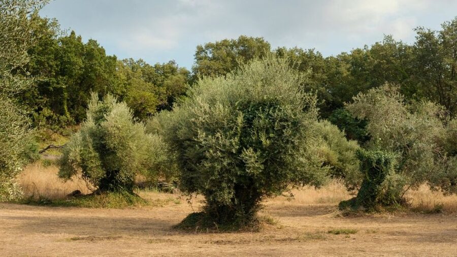 North Corfu: Olive Tour with Olive Oil Tasting and Mezze - Jonathan, Chrysa, and the value of a family-run visit