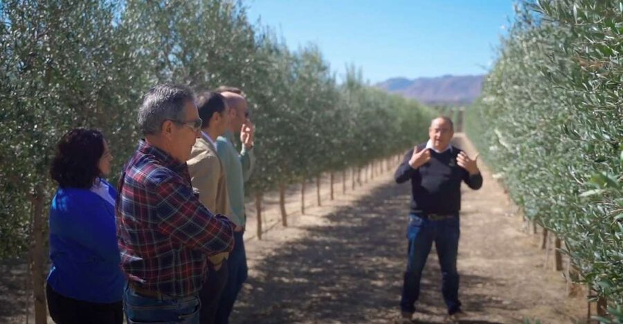 OleoAlmanzora: Guided tour olive groves and EVOO facilities - Why an olive oil tour belongs in your Pulpí plans