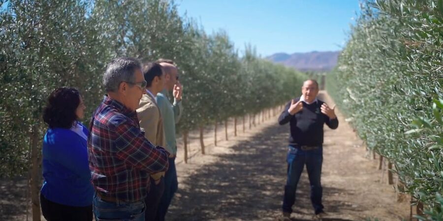 OleoAlmanzora: Guided tour olive groves and EVOO facilities - Starting among the olive trees