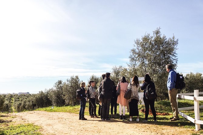 Oleotourism and olive oil tasting in Seville - Private tour - Who will get the most from this experience?