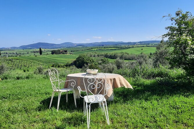 Olive experience Walk among the olive trees with tasting - Key points at a glance