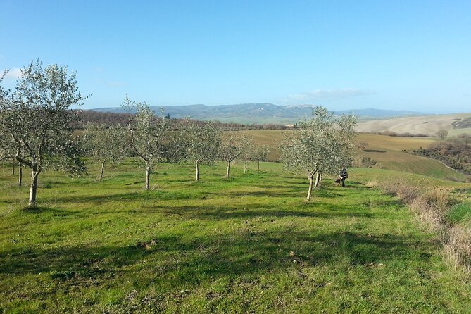 Olive experience Walk among the olive trees with tasting - Why this olive grove visit works