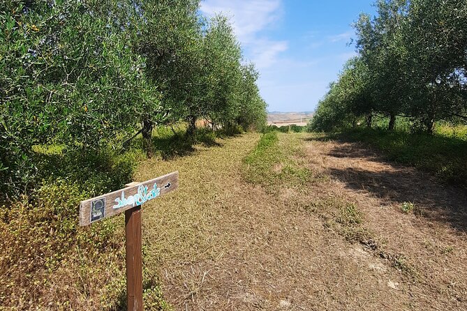 Olive experience Walk among the olive trees with tasting - The tasting: hot bruschetta and organic extra virgin oil