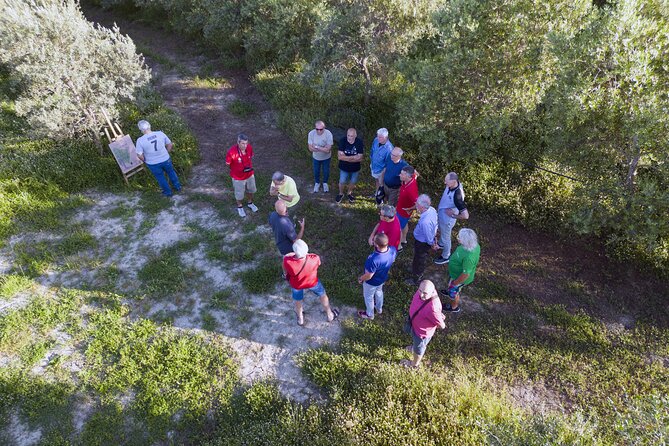 Olive experience Walk among the olive trees with tasting - The family-run character