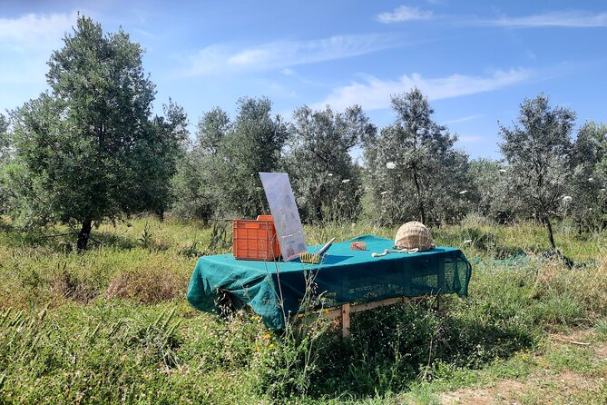 Olive experience Walk among the olive trees with tasting - Stop one: getting to know the olive tree