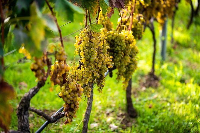 Olive farm & village - Who should book this farm visit?