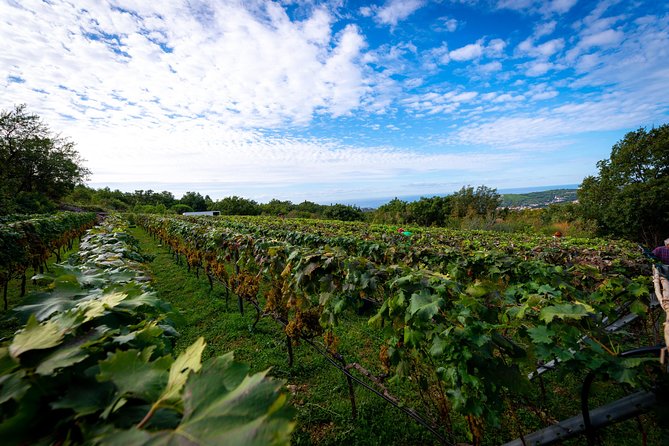Olive farm & village - Walking through olive terraces and old oak woods
