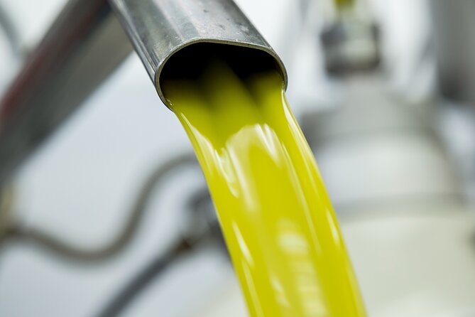 Olive harvest, visit to the oil mill and typical lunch - Tasting extra virgin olive oil at the farm