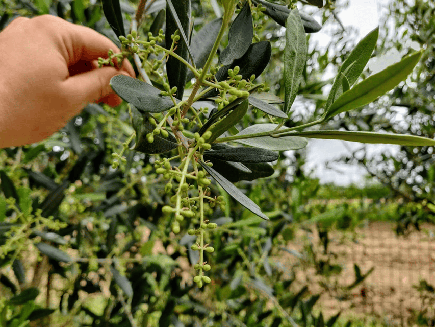 Olive Mill Tour and Tasting in the Padua Hills - Arriving in Valnogaredo, 45 minutes from Padua