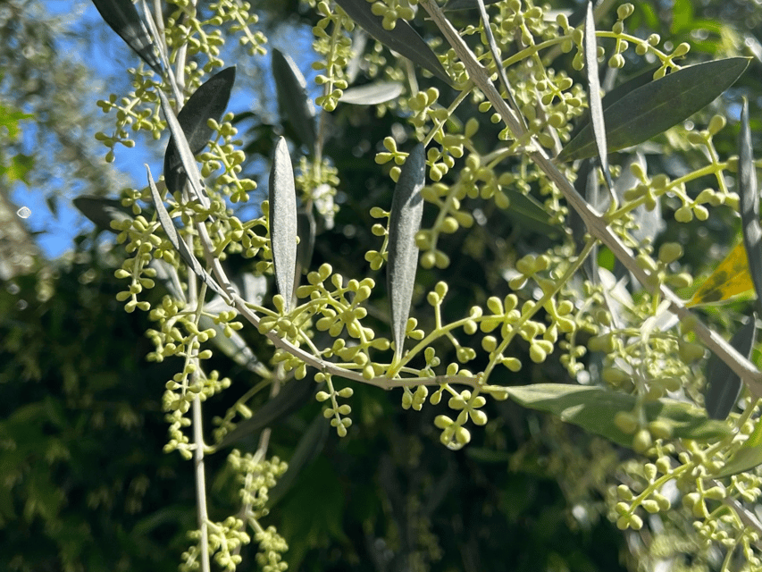 Olive Mill Tour and Tasting in the Padua Hills - Is $47 a fair price?