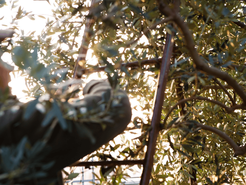 Olive Mill Tour and Tasting in the Verona Countryside - Five things worth knowing before you go