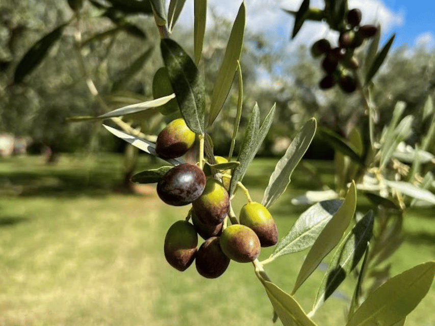 Olive Mill Tour and Tasting in the Verona Countryside - Inside the Frantoio 4.0 mill