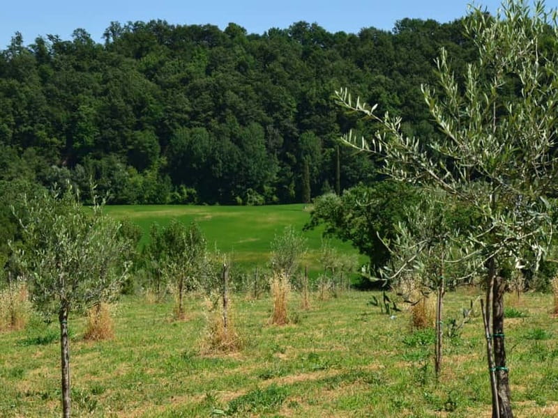 Olive Mill Tour with Oil and Food Tasting in Chianciano - What the one-hour visit actually gives you