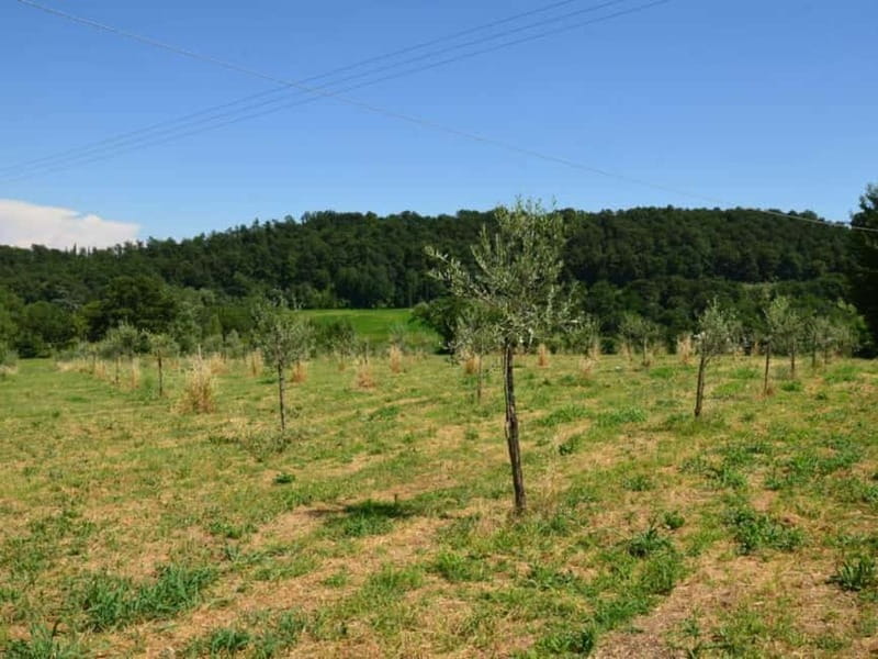 Olive Mill Tour with Oil and Food Tasting in Chianciano - Why the olive harvest season changes the visit