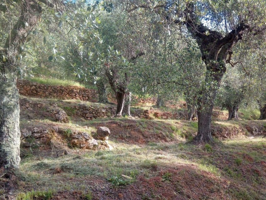 Olive Mill Tour with Oil and Food Tastings near Pisa - Key Points About This Calci Olive Oil Experience