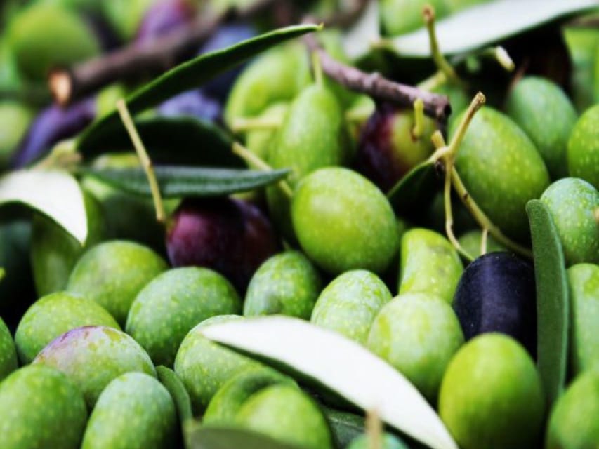 Olive Mill Tour with Oil and Food Tastings near Pisa - Bruschetta With the Oil of Your Choice
