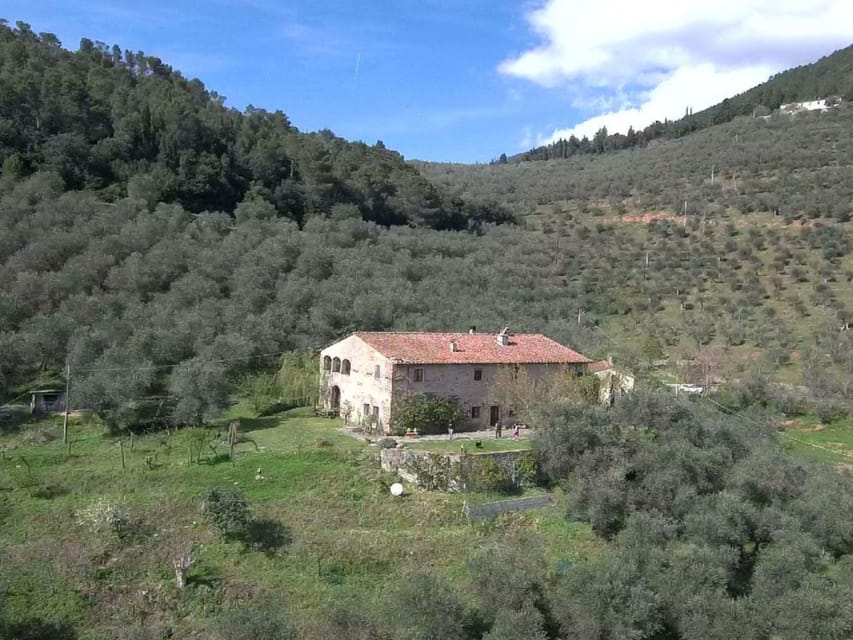 Olive Mill Tour with Oil and Food Tastings near Pisa - Walking Among Olive Trees More Than 500 Years Old
