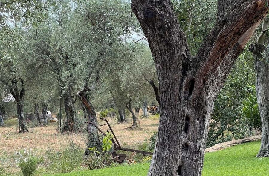 Olive Mill Tour with Olive Oil Tasting in Sassari - Inside the modern pressing facility