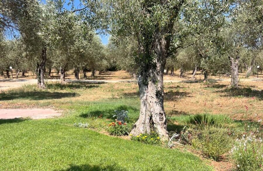 Olive Mill Tour with Olive Oil Tasting in Sassari - What the one-hour schedule really gives you