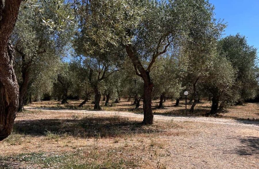 Olive Mill Tour with Olive Oil Tasting in Sassari - Practical tips before you go