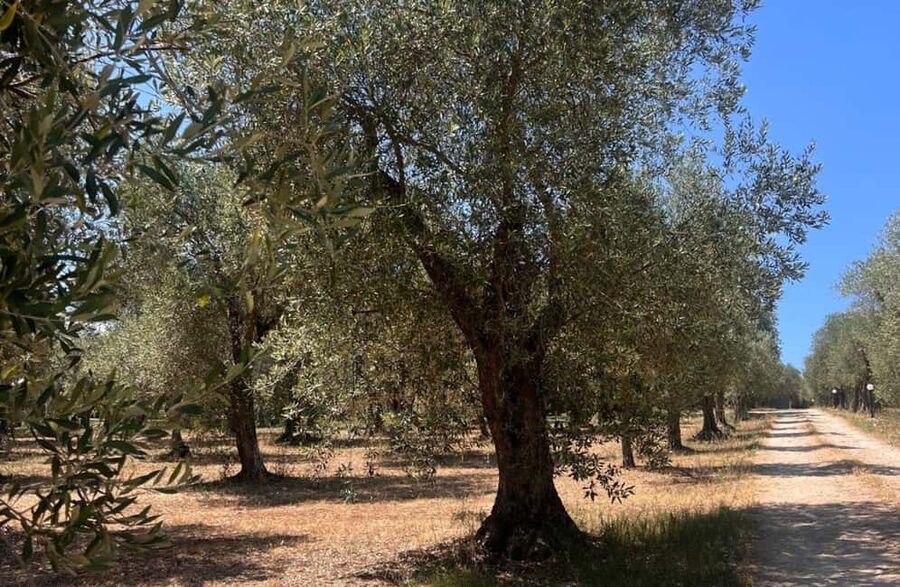 Olive Mill Tour with Olive Oil Tasting in Sassari - Why Bosana olives matter here