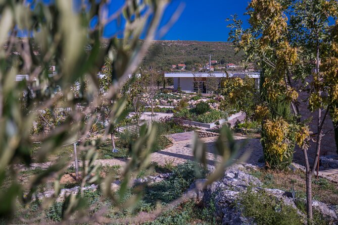 Olive museum Klis with educational olive oil tasting - What $17.98 gets you