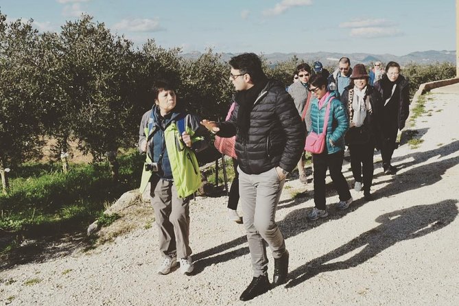 Olive Oil Experience - Key points at a glance