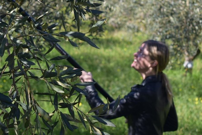 Olive Oil Experience - Arriving at Amodeo’s Farm near Montevago