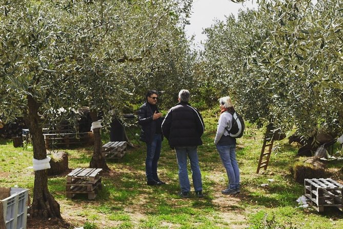 Olive Oil Experience - Who will enjoy this four-hour farm visit