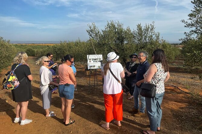 Olive Oil Factory from Seville Private Tour - Quick points to know