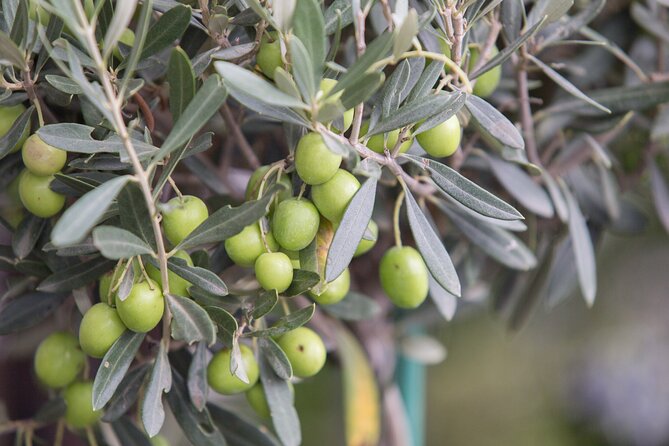 Olive Oil Factory from Seville Private Tour - What the Seville portion really means