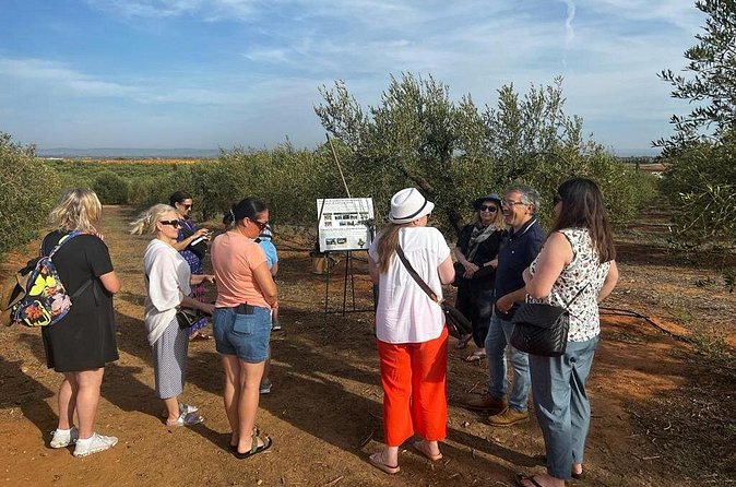 Olive Oil Factory from Seville Private Tour - Practical booking advice before you pay