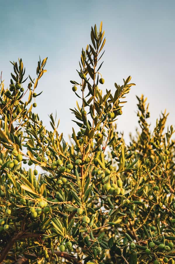 Olive Oil Factory + Wineries + Full Asado Lunch (Full Day) - Key points to know before booking