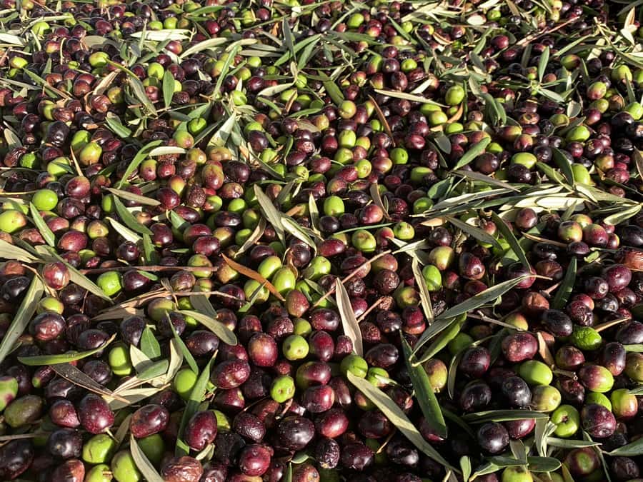 Olive Oil Factory + Wineries + Full Asado Lunch (Full Day) - A full day built around Mendoza’s table