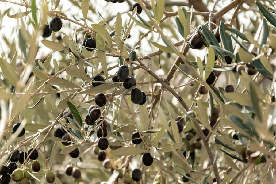 Olive Oil Factory + Wineries + Full Asado Lunch (Full Day) - Timing, transport, and the feel of the day