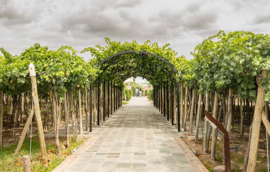 Olive Oil Factory + Wineries + Full Asado Lunch (Full Day) - The main strengths and the small tradeoffs