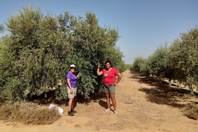 Olive Oil Farm Tour with Tasting from Seville - Key points to know before booking