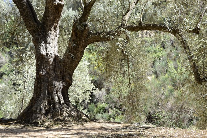 Olive Oil Farm Tour with Tasting from Seville - Why an olive farm belongs on your Seville schedule