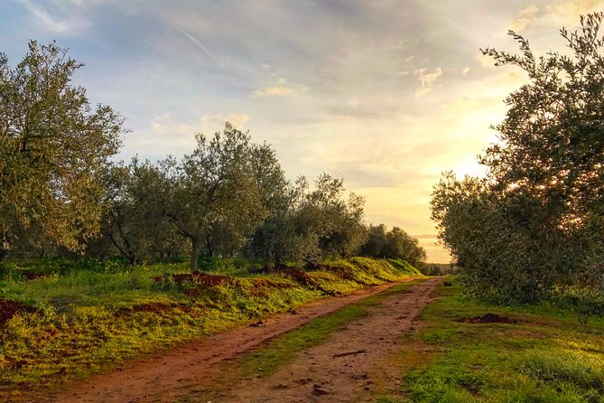Olive Oil Farm Tour with Tasting from Seville - Who will enjoy this half-day outing
