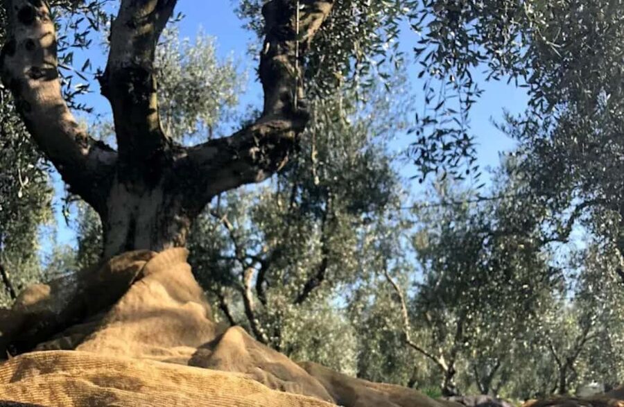 Olive Oil Mill Tour with Tasting near Molfetta & Bari - Why harvest season changes the experience