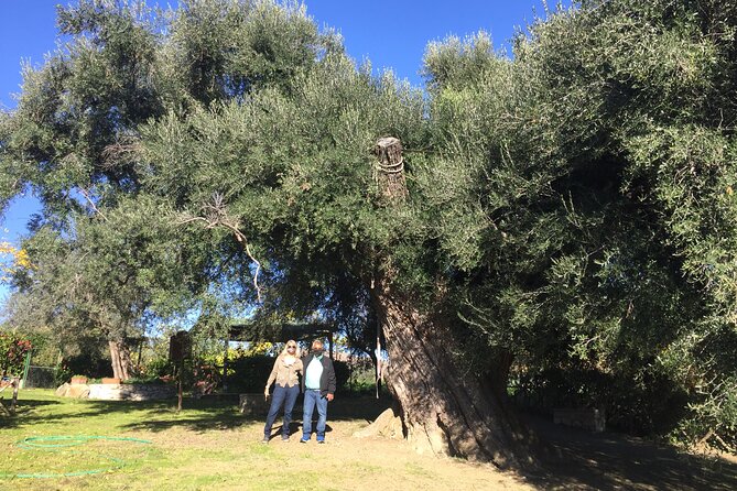 Olive Oil Private Full-Day Tour with Tasting in Valencia - A modern producer and the oil-making process