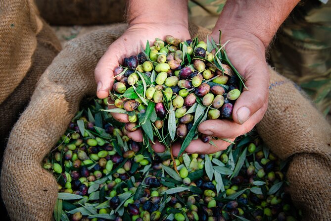 Olive Oil Private Tour in Portugal - Why this tour offers more than an olive oil tasting
