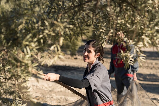 Olive Oil Private Tour in Portugal - Tasting oils by variety and method