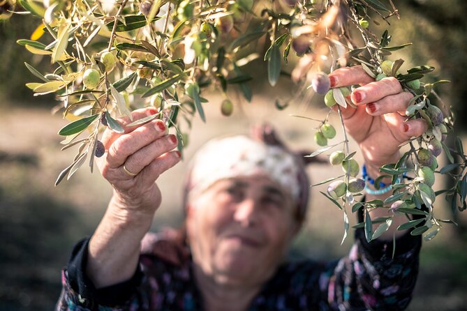 Olive Oil Private Tour in Portugal - What the $192.74 price really buys