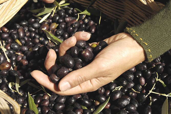Olive Oil Private Tour in Portugal - Starting in Faro with hotel pickup